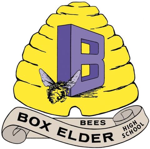 Box Elder Bees