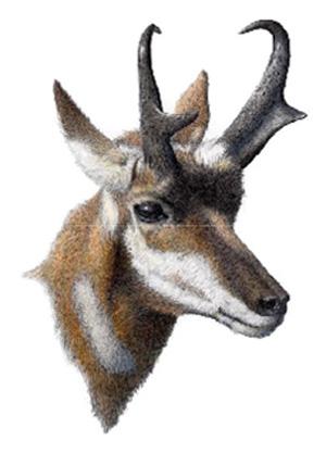 Farson Pronghorns