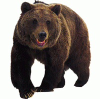 Basha Bears