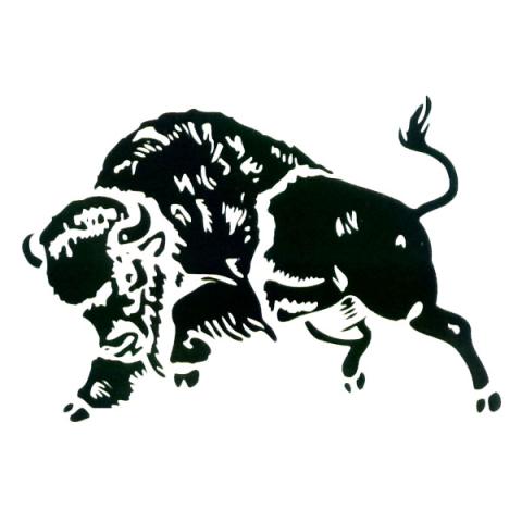 Buffalo Bison