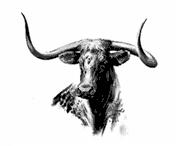 San Simon Longhorns