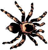 Gabbs Tarantulas