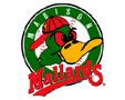 Madison Mallards